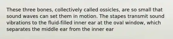 These three bones, collectively called ossicles, are so small that sound waves can set them in motion. The stapes transmit sound vibrations to the fluid-filled inner ear at the oval window, which separates the middle ear from the inner ear