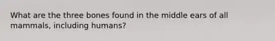 What are the three bones found in the middle ears of all mammals, including humans?