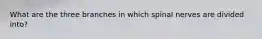What are the three branches in which spinal nerves are divided into?