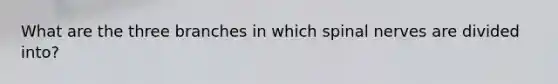 What are the three branches in which spinal nerves are divided into?