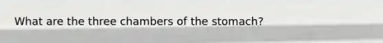 What are the three chambers of the stomach?