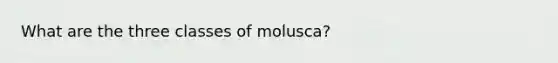 What are the three classes of molusca?