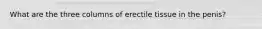 What are the three columns of erectile tissue in the penis?