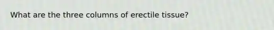 What are the three columns of erectile tissue?