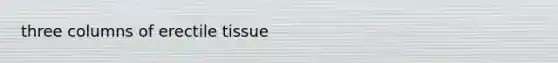 three columns of erectile tissue