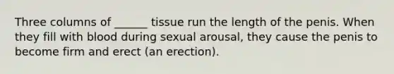 Three columns of ______ tissue run the length of the penis. When they fill with blood during sexual arousal, they cause the penis to become firm and erect (an erection).