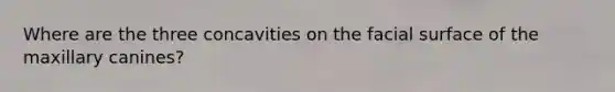 Where are the three concavities on the facial surface of the maxillary canines?