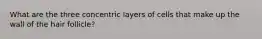 What are the three concentric layers of cells that make up the wall of the hair follicle?
