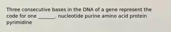 Three consecutive bases in the DNA of a gene represent the code for one _______. nucleotide purine amino acid protein pyrimidine