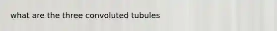 what are the three convoluted tubules