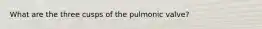 What are the three cusps of the pulmonic valve?