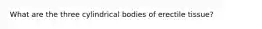 What are the three cylindrical bodies of erectile tissue?