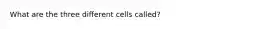 What are the three different cells called?