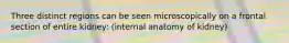 Three distinct regions can be seen microscopically on a frontal section of entire kidney: (internal anatomy of kidney)
