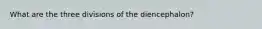 What are the three divisions of the diencephalon?