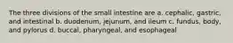 The three divisions of the small intestine are a. cephalic, gastric, and intestinal b. duodenum, jejunum, and ileum c. fundus, body, and pylorus d. buccal, pharyngeal, and esophageal