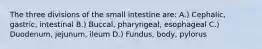 The three divisions of the small intestine are: A.) Cephalic, gastric, intestinal B.) Buccal, pharyngeal, esophageal C.) Duodenum, jejunum, ileum D.) Fundus, body, pylorus