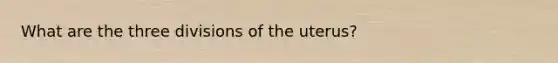 What are the three divisions of the uterus?