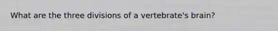 What are the three divisions of a vertebrate's brain?