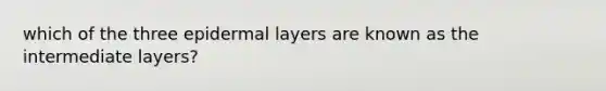 which of the three epidermal layers are known as the intermediate layers?