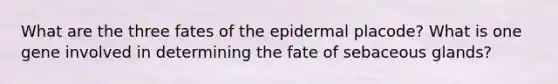 What are the three fates of the epidermal placode? What is one gene involved in determining the fate of sebaceous glands?