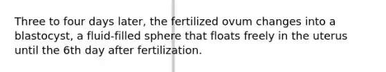 Three to four days later, the fertilized ovum changes into a blastocyst, a fluid-filled sphere that floats freely in the uterus until the 6th day after fertilization.