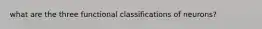 what are the three functional classifications of neurons?