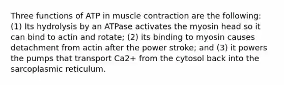 Three functions of ATP in muscle contraction are the following: (1) Its hydrolysis by an ATPase activates the myosin head so it can bind to actin and rotate; (2) its binding to myosin causes detachment from actin after the power stroke; and (3) it powers the pumps that transport Ca2+ from the cytosol back into the sarcoplasmic reticulum.