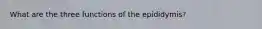 What are the three functions of the epididymis?