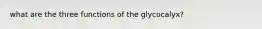 what are the three functions of the glycocalyx?