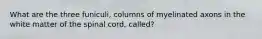 What are the three funiculi, columns of myelinated axons in the white matter of the spinal cord, called?