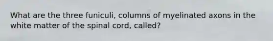 What are the three funiculi, columns of myelinated axons in the white matter of the spinal cord, called?