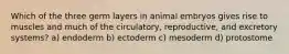 Which of the three germ layers in animal embryos gives rise to muscles and much of the circulatory, reproductive, and excretory systems? a) endoderm b) ectoderm c) mesoderm d) protostome