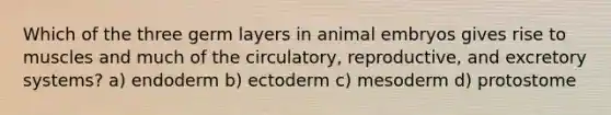 Which of the three germ layers in animal embryos gives rise to muscles and much of the circulatory, reproductive, and excretory systems? a) endoderm b) ectoderm c) mesoderm d) protostome