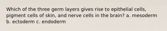 Which of the three germ layers gives rise to epithelial cells, pigment cells of skin, and nerve cells in the brain? a. mesoderm b. ectoderm c. endoderm