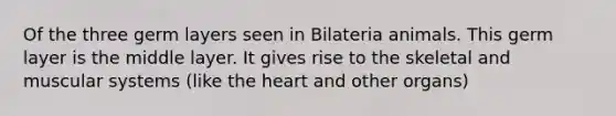 Of the three germ layers seen in Bilateria animals. This germ layer is the middle layer. It gives rise to the skeletal and muscular systems (like the heart and other organs)