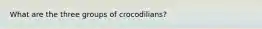 What are the three groups of crocodilians?