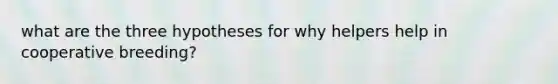 what are the three hypotheses for why helpers help in cooperative breeding?