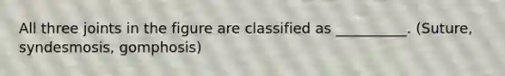 All three joints in the figure are classified as __________. (Suture, syndesmosis, gomphosis)