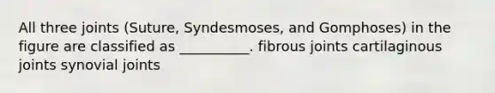 All three joints (Suture, Syndesmoses, and Gomphoses) in the figure are classified as __________. fibrous joints cartilaginous joints synovial joints