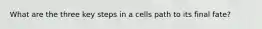 What are the three key steps in a cells path to its final fate?