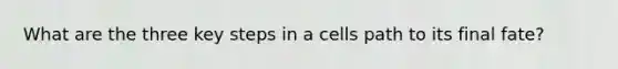 What are the three key steps in a cells path to its final fate?