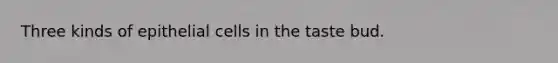 Three kinds of epithelial cells in the taste bud.