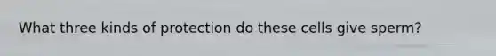What three kinds of protection do these cells give sperm?