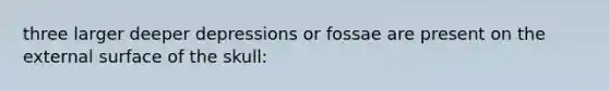 three larger deeper depressions or fossae are present on the external surface of the skull: