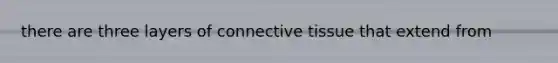 there are three layers of connective tissue that extend from