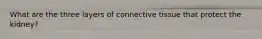 What are the three layers of connective tissue that protect the kidney?