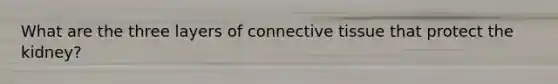 What are the three layers of connective tissue that protect the kidney?