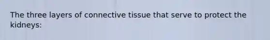 The three layers of connective tissue that serve to protect the kidneys: