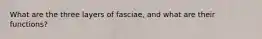 What are the three layers of fasciae, and what are their functions?